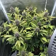 Banana purple punch auto 40L grow