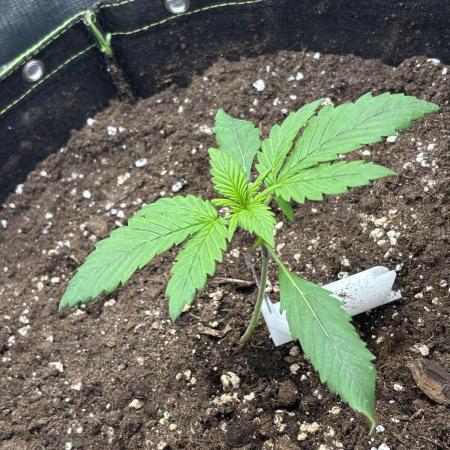 Banana purple punch auto 40L grow