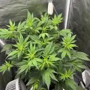 Banana purple punch auto 40L grow