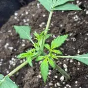 Banana purple punch auto 40L grow