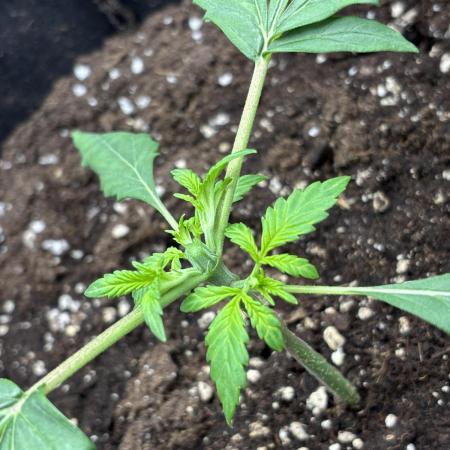 Banana purple punch auto 40L grow