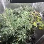Fast buds grow