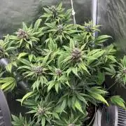 Banana purple punch auto 40L grow