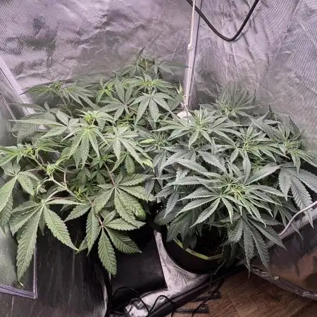 Orange Bud 2.0 , Super Silver haze