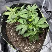 Banana purple punch auto 40L grow