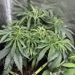 Orange Bud 2.0 , Super Silver haze