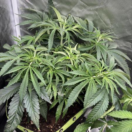 Orange Bud 2.0 , Super Silver haze