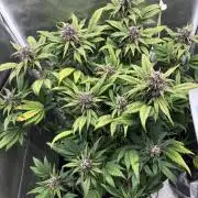 Banana purple punch auto 40L grow