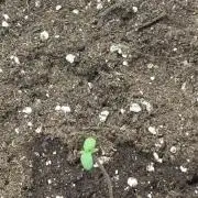 Banana purple punch auto 40L grow