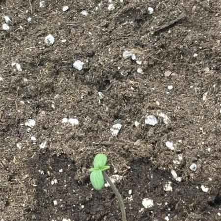 Banana purple punch auto 40L grow