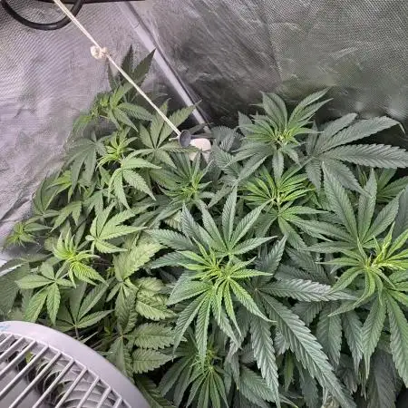 Orange Bud 2.0 , Super Silver haze