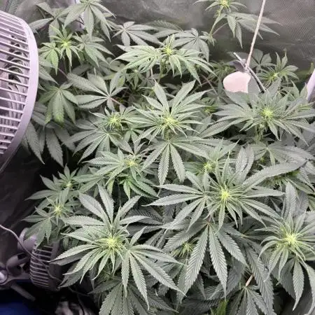 Orange Bud 2.0 , Super Silver haze