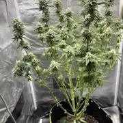 Orange Bud 2.0 , Super Silver haze