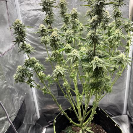 Orange Bud 2.0 , Super Silver haze