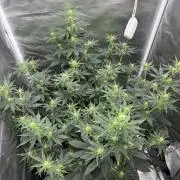 Gorilla Cookies Auto 40L grow