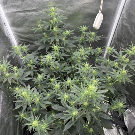 Gorilla Cookies Auto 40L grow