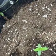 Banana purple punch auto 40L grow