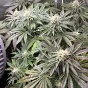 Orange Bud 2.0 , Super Silver haze