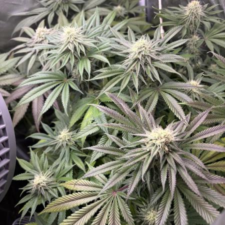 Orange Bud 2.0 , Super Silver haze