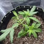 Banana purple punch auto 40L grow