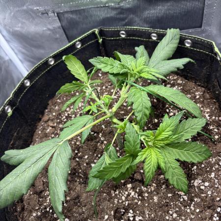 Banana purple punch auto 40L grow