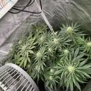 Orange Bud 2.0 , Super Silver haze