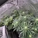 Orange Bud 2.0 , Super Silver haze