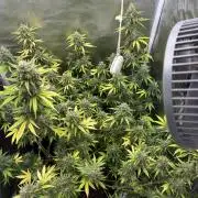 Gorilla Cookies Auto 40L grow