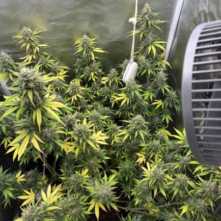 Gorilla Cookies Auto 40L grow