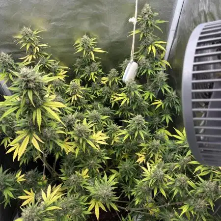 Gorilla Cookies Auto 40L grow