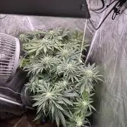 Orange Bud 2.0 , Super Silver haze