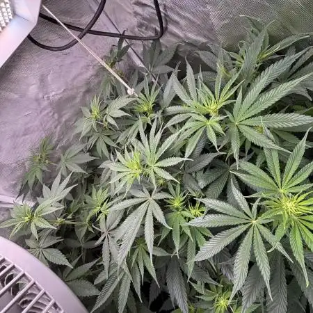 Orange Bud 2.0 , Super Silver haze