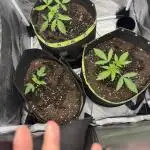 Orange Bus 2.0 , Super Silver haze