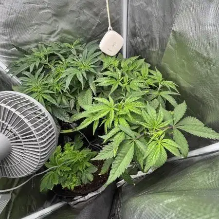 Orange Bud 2.0 , Super Silver haze