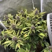 Banana purple punch auto 40L grow