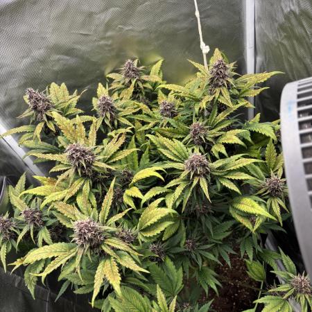 Banana purple punch auto 40L grow