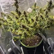 Gorilla Cookies Auto 40L grow