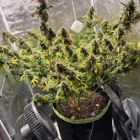 Gorilla Cookies Auto 40L grow