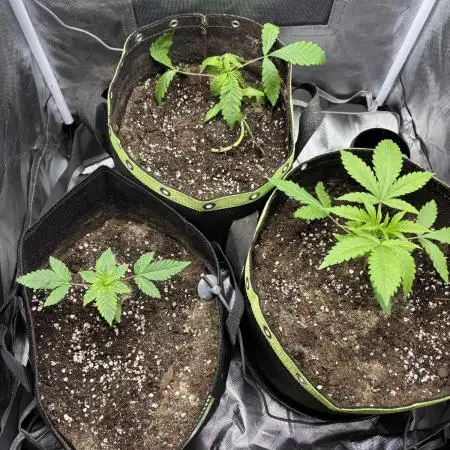 Orange Bus 2.0 , Super Silver haze
