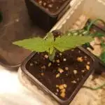 Grow #6: Forbidden Fruit