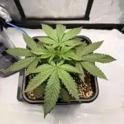 Blueberry Muffin - Humboldt Seed Company