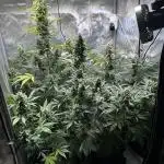 Canna-Cheese 1:1 - Mephisto Genetics