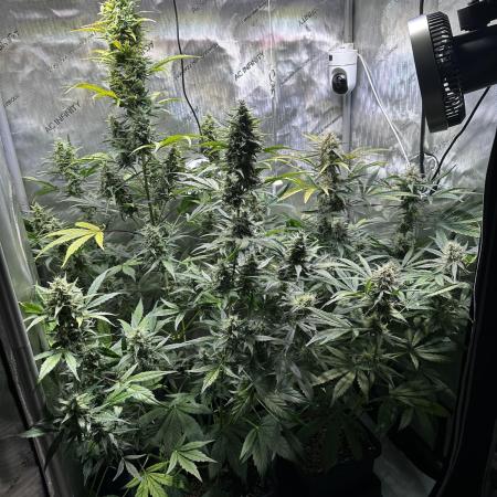 Canna-Cheese 1:1 - Mephisto Genetics