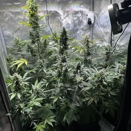 Canna-Cheese 1:1 - Mephisto Genetics