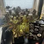 Snozzbeary - Mephisto Genetics