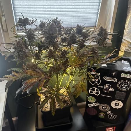 Snozzbeary - Mephisto Genetics