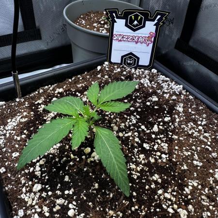 Snozzbeary - Mephisto Genetics