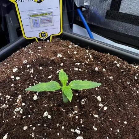 Canna-Cheese 1:1 - Mephisto Genetics
