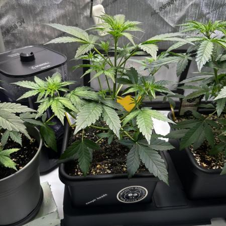Canna-Cheese 1:1 - Mephisto Genetics