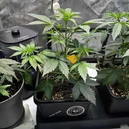 Canna-Cheese 1:1 - Mephisto Genetics